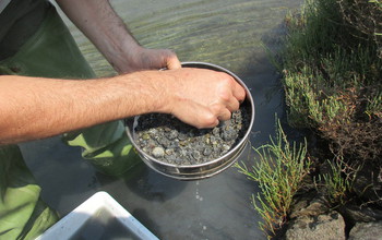 Paleoecologists collect live clams in a lagoon